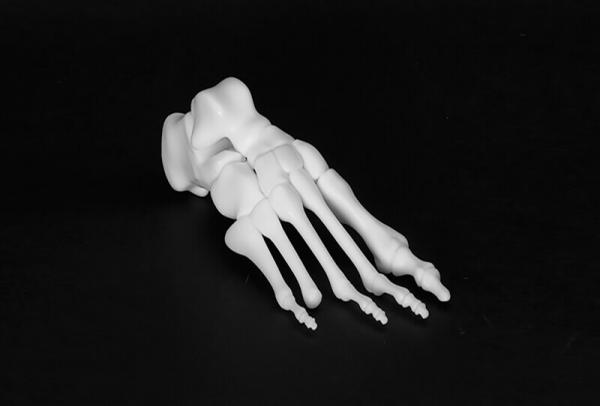 Скелет ноги